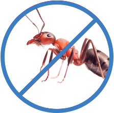 Уничтожение муравьев