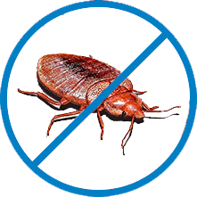 Уничтожение клопов