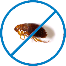 Уничтожение блох